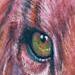tattoo galleries/ - lion - 58838